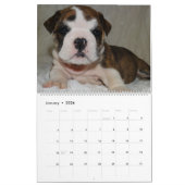 Englischer Bulldoggen-Kalender 2016 Kalender (Jan 2026)