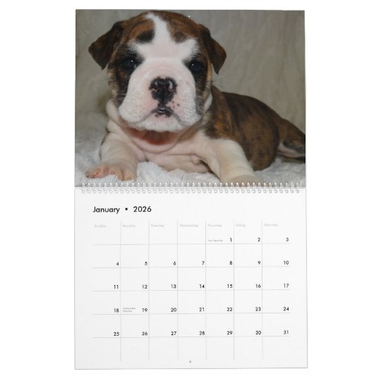 Englischer Bulldoggen-Kalender 2016 Kalender (Jan 2026)
