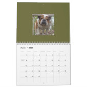 Englischer Bulldoggen-Kalender! Kalender (Mär 2026)