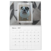 Englischer Bulldoggen-Kalender Kalender (Feb 2027)