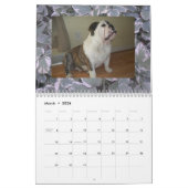 Englischer Bulldoggen-u. Welpen-Kalender! Kalender (Mär 2026)
