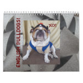 Englischer Bulldoggen-u. Welpen-Kalender! Kalender (Titelbild)