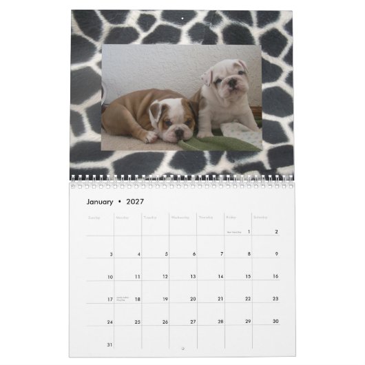 Englischer Bulldoggen-u. Welpen-Kalender! Kalender (Jan 2027)