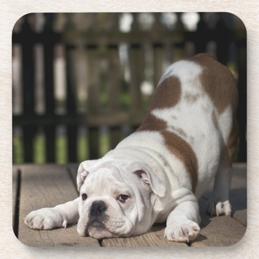 Englischer Bulldoggen-Welpe Getränkeuntersetzer (Vorderseite)