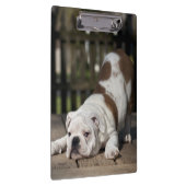 Englischer Bulldoggen-Welpe Klemmbrett (Rechts)