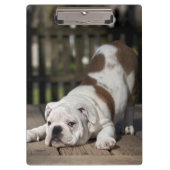 Englischer Bulldoggen-Welpe Klemmbrett (Vorderseite)