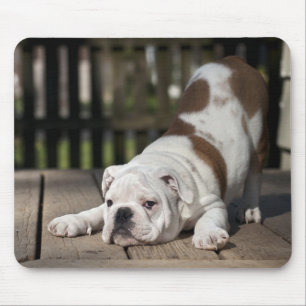Englischer Bulldoggen-Welpe Mousepad