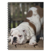 Englischer Bulldoggen-Welpe Notizblock (Vorderseite)