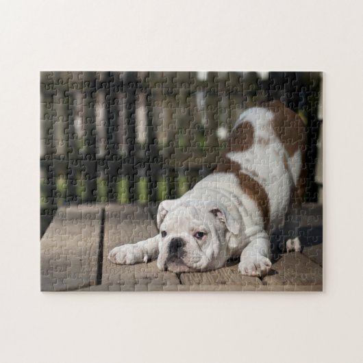 Englischer Bulldoggen-Welpe Puzzle (Horizontal)