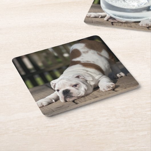 Englischer Bulldoggen-Welpe Rechteckiger Pappuntersetzer (angewinkelt)