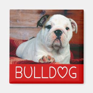 Englischer Bulldoggen-Welpe Rote Liebe Magnet