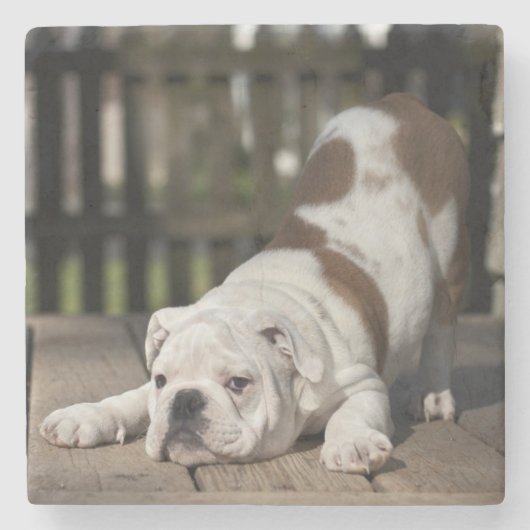 Englischer Bulldoggen-Welpe Steinuntersetzer (Vorderseite)