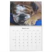 englischer Bulldoggenkalender Kalender (Mär 2027)