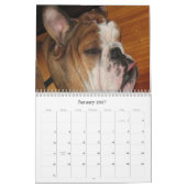 englischer Bulldoggenkalender Kalender (Jan 2027)