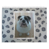 Englischer Bulldoggenkalender! Kalender (Titelbild)