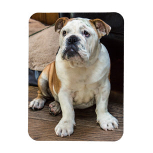 Englischer Bulldoggenmagnet Magnet