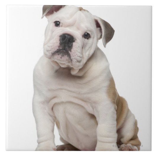 Englischer Bulldoggenwelpe (2 Monate alte) Fliese (Vorderseite)