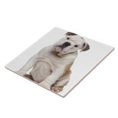 Englischer Bulldoggenwelpe (2 Monate alte) Fliese (Seite)
