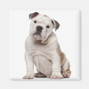 Englischer Bulldoggenwelpe (2 Monate alte) Magnet