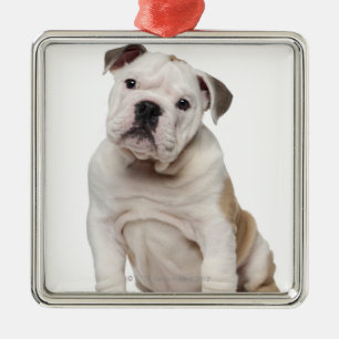 Englischer Bulldoggenwelpe (2 Monate alte) Ornament Aus Metall