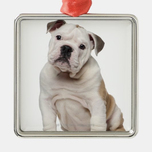 Englischer Bulldoggenwelpe (2 Monate alte) Ornament Aus Metall (Vorne)