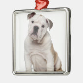 Englischer Bulldoggenwelpe (2 Monate alte) Ornament Aus Metall (Links)