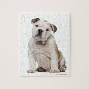 Englischer Bulldoggenwelpe (2 Monate alte) Puzzle