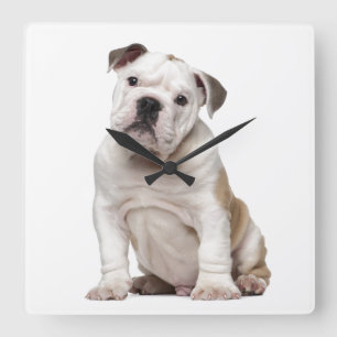 Englischer Bulldoggenwelpe (2 Monate alte) Quadratische Wanduhr