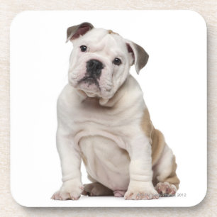 Englischer Bulldoggenwelpe (2 Monate alte) Untersetzer