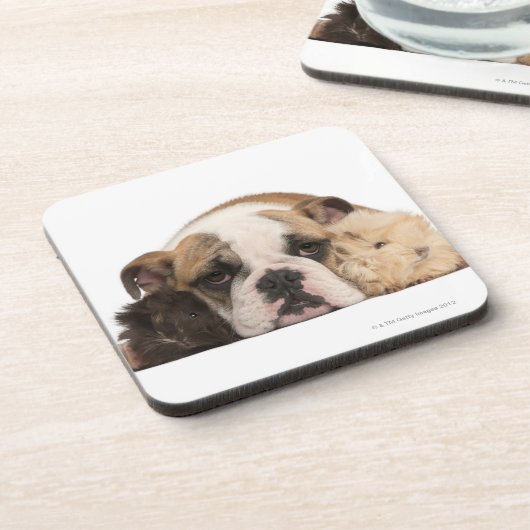 Englischer Bulldoggenwelpe (4 Monate alte) und Untersetzer (Linke Seite)