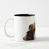 Englischer Bulldoggenwelpe (4 Monate alte) und Zweifarbige Tasse (Links)
