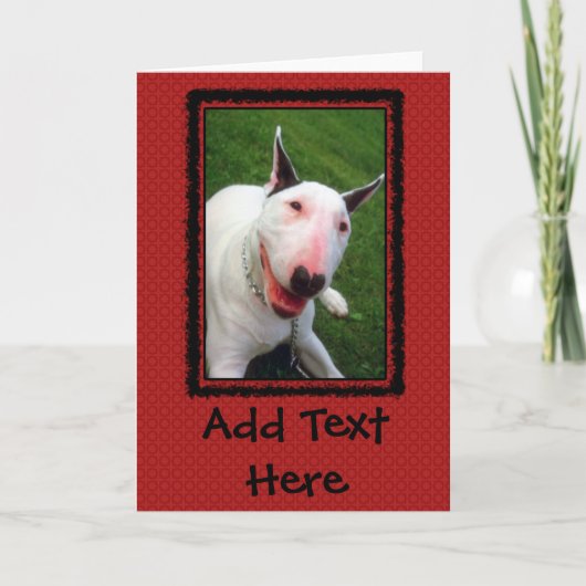 Englischer Bullterrier Karte (Vorderseite)