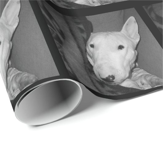 Englischer Bullterrier Snuggled unter einer Decke Geschenkpapier (Rolleneckpunkt)