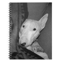 Englischer Bullterrier Snuggled unter einer Decke