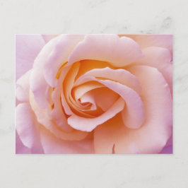 Englischer Garten Peach and Pink Rose Postkarte