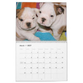 Englischer Kalender der Bulldoggen-Welpen-2011 (Mär 2027)