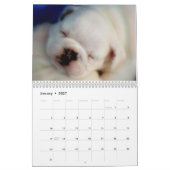 Englischer Kalender der Bulldoggen-Welpen-2011 (Jan 2027)