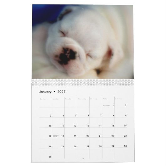 Englischer Kalender der Bulldoggen-Welpen-2013 (Jan 2027)