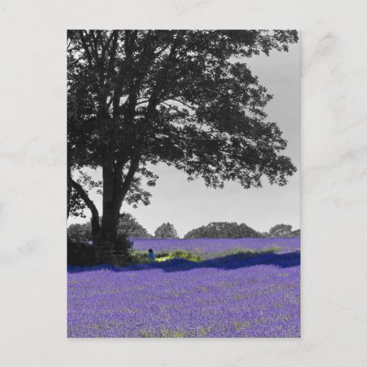 Englischer Lavendel Postkarte (Vorderseite)