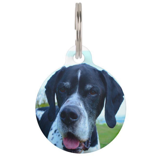 Englischer Pointer Hund. Haustiermarke (Vorderseite)