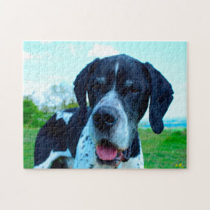 Englischer Pointer. Puzzle