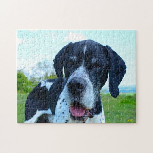Englischer Pointer. Puzzle (Horizontal)