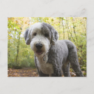 Englischer Schafhund Welpe im Wald Postkarte