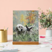 Englischer Setter Acrylschild (Hochzeit)