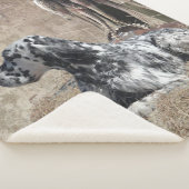 Englischer Setter, Pheasant Jägertester Poster Sherpadecke (3/4)