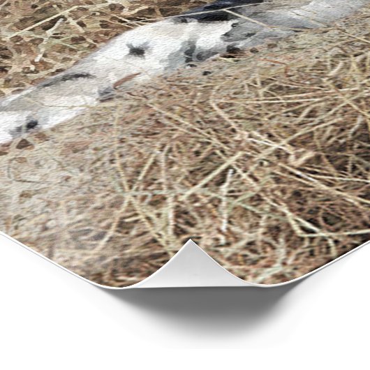 Englischer Setter, treffendes Jagdband Poster (Ecke)