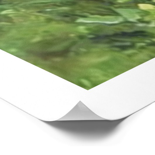 Englischer Setter, Vogeljagd Poster (Ecke)