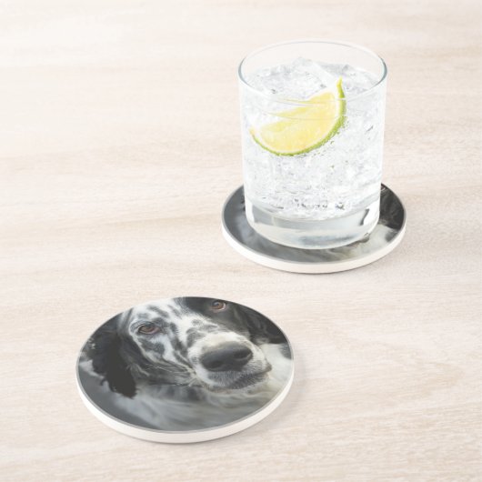 Englischer Setzer-HundeUntersetzer Untersetzer (Seite)