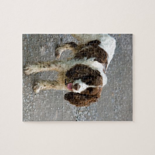englischer Springer Spaniel full.png Puzzle (Horizontal)