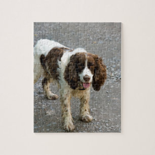 englischer Springer Spaniel full.png Puzzle